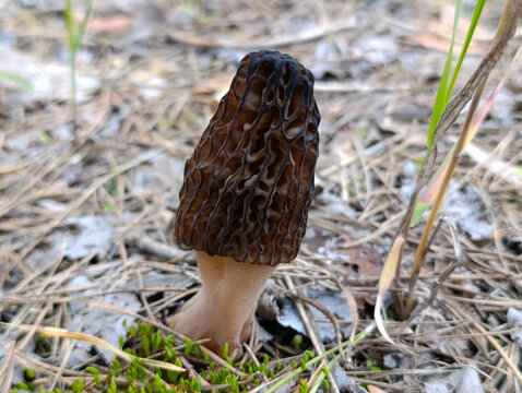 Black morel mushroom growing on forest floor in spring wild nature. Fresh edible black morel mushroom in the spring forest with pine needles