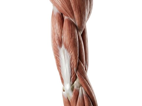 Anatomical illustration of the human arm muscles, showing the triceps brachii and surrounding muscle groups in detail