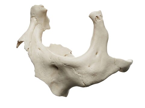 Human mandible bone isolated on white background