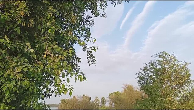 Lush Green Trees and Partly Cloudy Sky in Rural Pakistan Nature Landscape
