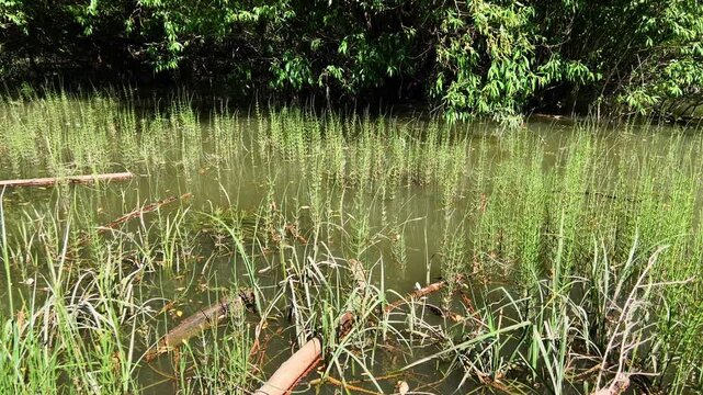 Water horsetail Equisetum fluviatile growing in dense colony along a calm forested lake shore