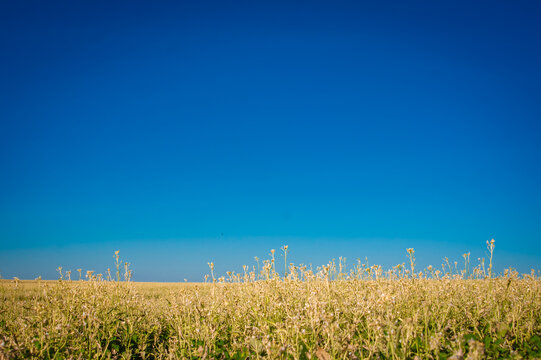 wheat field and blue sky