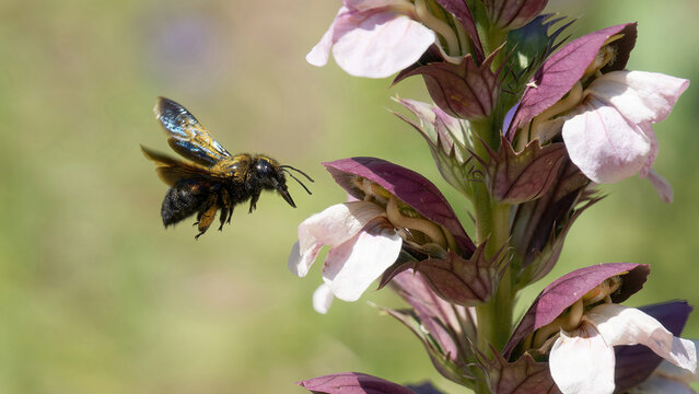 une abeille charpenti&egrave;re en vol couverte de pollen jaune