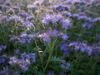 Obraz premium A close-up of a purple flowering plant with feathery leaves stands in a field of blurred purple flowers. The plant's bloom is a cluster of delicate purple stamens.