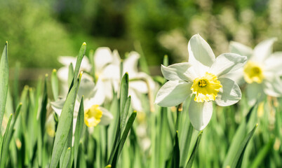 Obraz premium White daffodils showcasing their yellow cups and petals, illuminated by sunlight vibrant garden scene. Natural floral background