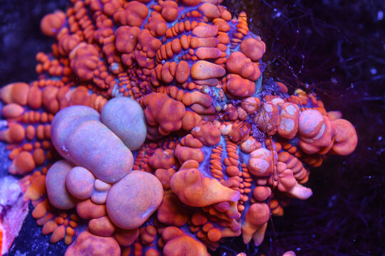 Macro Photo of a Vibrant Raunchy Red Bounce Mushroom Coral in a Reef Aquarium