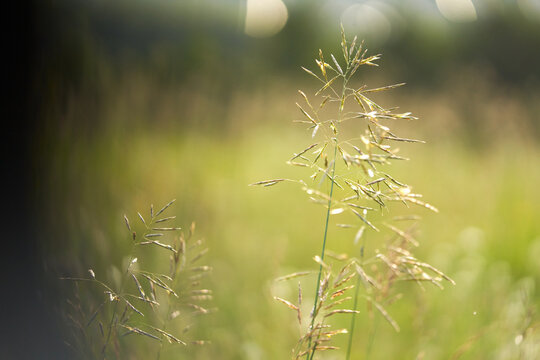 A plant background with a picturesque wild grass in the foreground and a blurred background. Summer meadow.