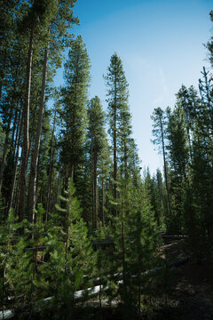 pine trees in the forest