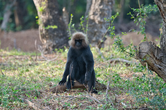 Lion-tailed Macaque (Macaca silenus), an endangered primate endemic to the Western Ghats of South I