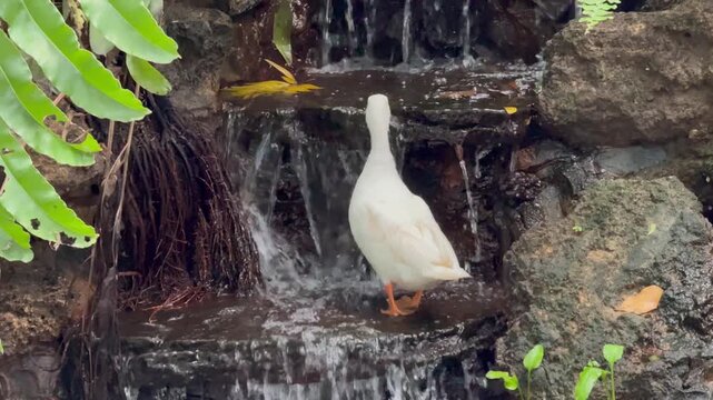 The white duck climbed to the second level of the waterfall and foraged for food.