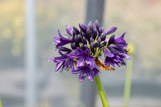 Close-up of a dark purple Agapanthus 'Blackjack' flower in bloom with selective focus and soft bokeh background, highlighting botanical beauty and garden elegance.