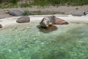 A cute harbor seal (Phoca vitulina) swimming or resting in the water at the famous seal sanctuary in Friedrichskoog, Schleswig-Holstein, Germany. © Janet Worg