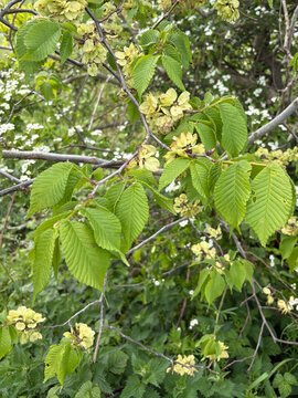 Wych Elm - Ulmus glabra in a hedgerow, United Kingdom
