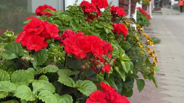 Bright red geranium flowers in pots on the street