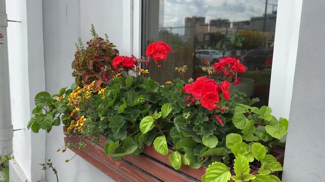 Various flowers and plants in a wooden box on the window outside