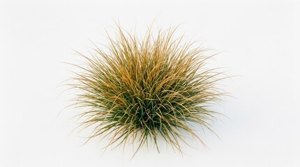 Obraz premium Closeup of a single ornamental grass clump with golden and green hues.
