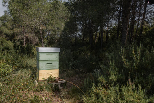 Stacked beehive boxes in natural apiary surrounded by vegetation
