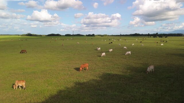 Ganado bovino pastando en extensa sabana tropical bajo cielo con nubes dram&aacute;ticas drone vista a&eacute;rea
