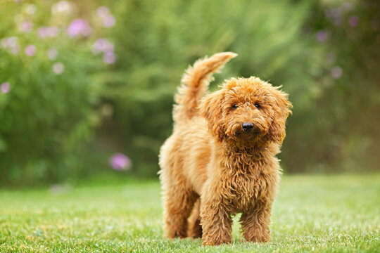 Golden brown Cockapoo puppy stands on the lawn and looks directly at the camera. Summer garden background