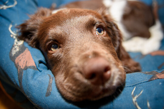 Cute English Springer Spaniel Puppy Relaxing on a Cozy Bed in a Warm Home Setting During the Afternoon