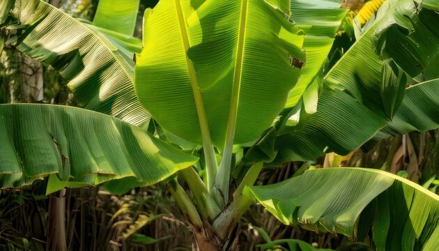 Lush Banana Plant with Vibrant Green Leaves in Natural Sunlight.