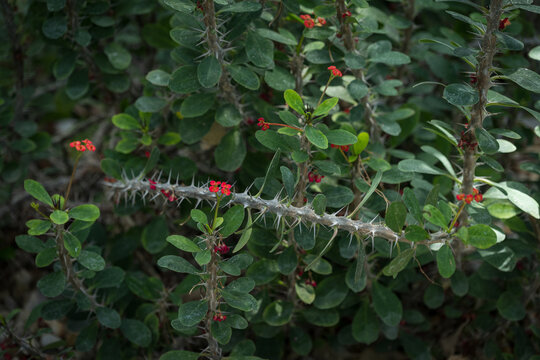 Small flowers of Euphorbia milii.