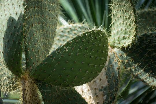 Flat pads of a cactus with spines.