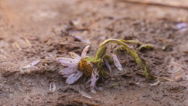 Trampled wildflower in muddy soil under soft morning light, close-up view.