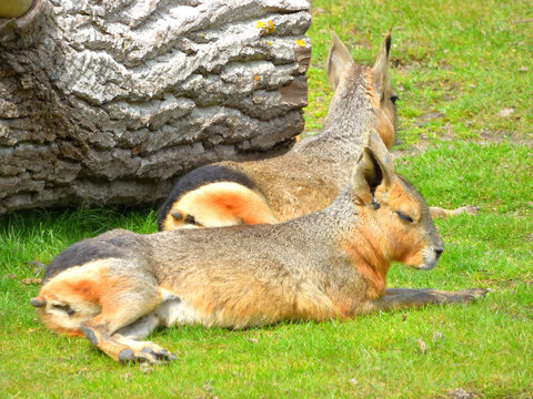 Two Patagonian maras resting peacefully on a grassy area near a large tree trunk. These unique South American mammals, often called Patagonian hares, are known for their long ears and slender legs. 