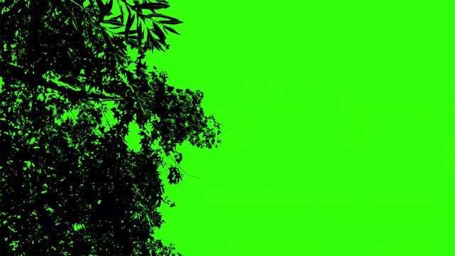Abstract dark tree leaves silhouette on bright green chroma key background.