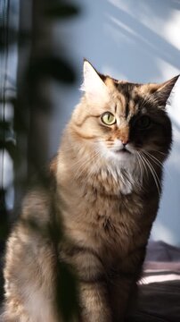 Cashmere Bengal cat lounging comfortably at the window on a sunny day. Semi-long-haired cat.  Enjoying sun beam, soft shadows crating atmospheric cinematic mood. Relaxing on windowsill. Vertical video