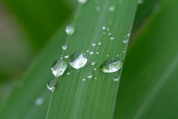 Water droplet leaf green macro nature raindrop freshness closeup on blade of grass after rain, soft bokeh background, calm morning mood, natural texture, copy space © IndyTimePhoto
