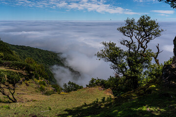 Obraz premium Cloud in the valley between mountains. Fanal forest, Madeira island in Portugal during sunny Summer day.