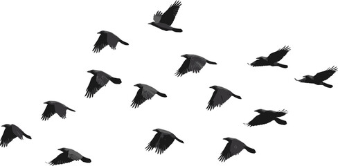 Fototapeta premium Flock of Black Crows Flying Vector Silhouette Set for Spooky Halloween Designs, Gothic Art, Nature Backgrounds, and Witchy Mystical Theme Decorations