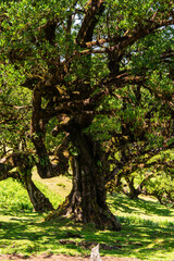 Fototapeta premium Beautiful centuries-old Bay Laurel tree with twisted branches in Fanal forest (Laurissilva) in mountains on Madeira island in Portugal during sunny Summer day.