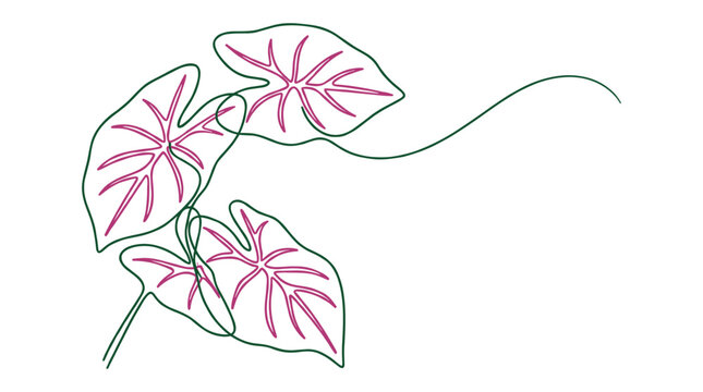 Artistic caladium leaves illustration in continuous line style with green outlines and vibrant pink vein details.