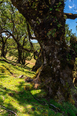 Fototapeta premium Closeup of centuries-old Laurel tree trunk covered with moss in Fanal forest (Laurissilva) in mountains on Madeira island in Portugal during sunny Summer day.