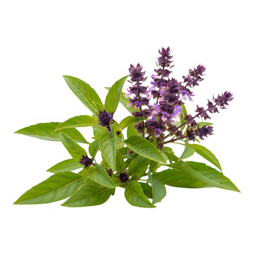 Fresh purple sage leaves and flowers herb bundle beautifully arranged, isolated on transparent background
