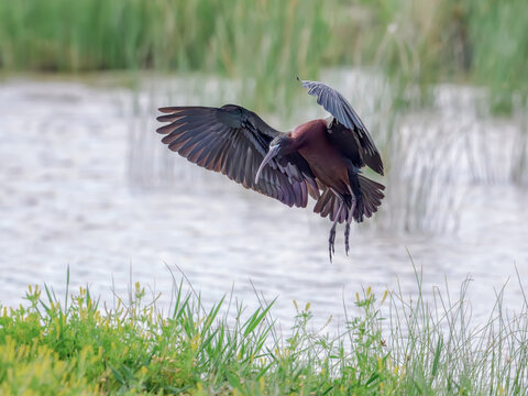 Glossy ibis, Plegadis falcinellus, in flight, landing postures and spreading the wing feathers, Albufera, Mallorca, Spain  