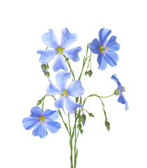 Fototapeta premium Two sprigs with light blue Flax flowers and buds isolated on white background.