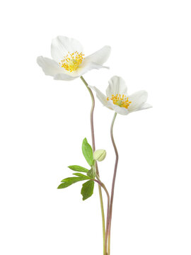 Two Anemone white flowers isolated on white background.