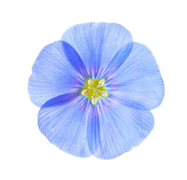 Close-up of fresh light blue Flax flower  isolated on white background.