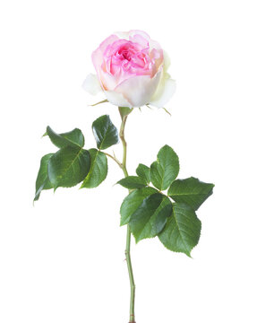 Light pink Rose with pale  lower petals and green leaves  isolated on white background.