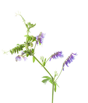 Fresh branch of Mouse pea (Vicia cracca)  with small flowers isolated on white background.