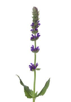 Sprig of Meadow Sage (Salvia pratensis) with flowers and leaves isolated on white background