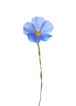 Fresh light blue Flax flower  isolated on white background.