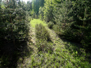 Fototapeta premium Green forest path surrounded by lush trees and greenery 
