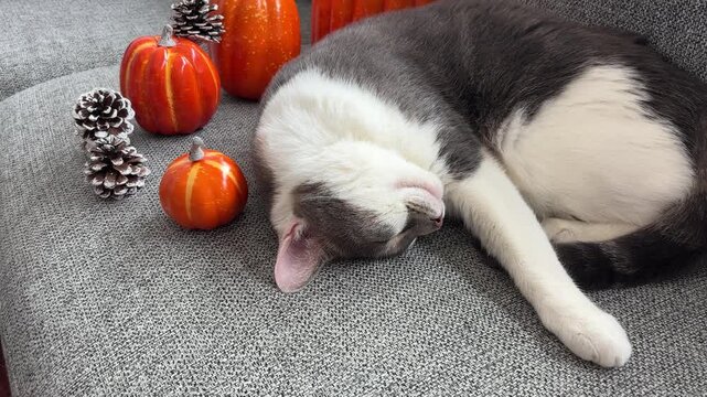 Dolly out Gato mestizo durmiendo entre calabazas en sof&aacute; Halloween
