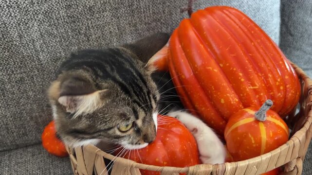 Gatito atigrado jugando con calabazas de Halloween dentro de una cesta