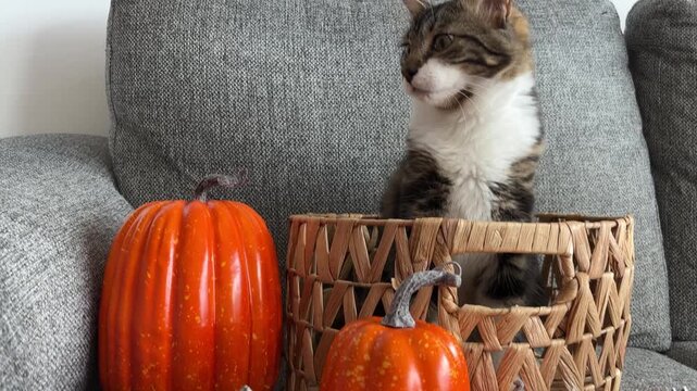 Tilt up de gatito atigrado en cesta con calabazas de Halloween